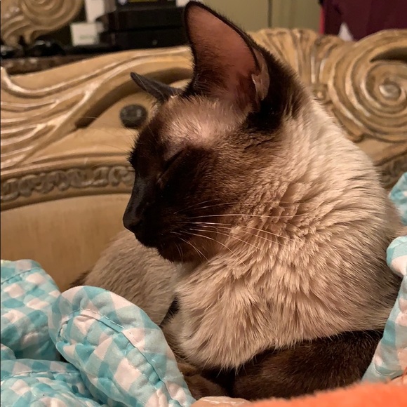 officialsiamese